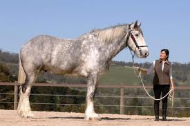 Noddy das größte Pferd der Welt Riesiger Vierbeiner WELT