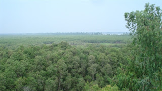forêt de cajeputiers de Gáo Giông