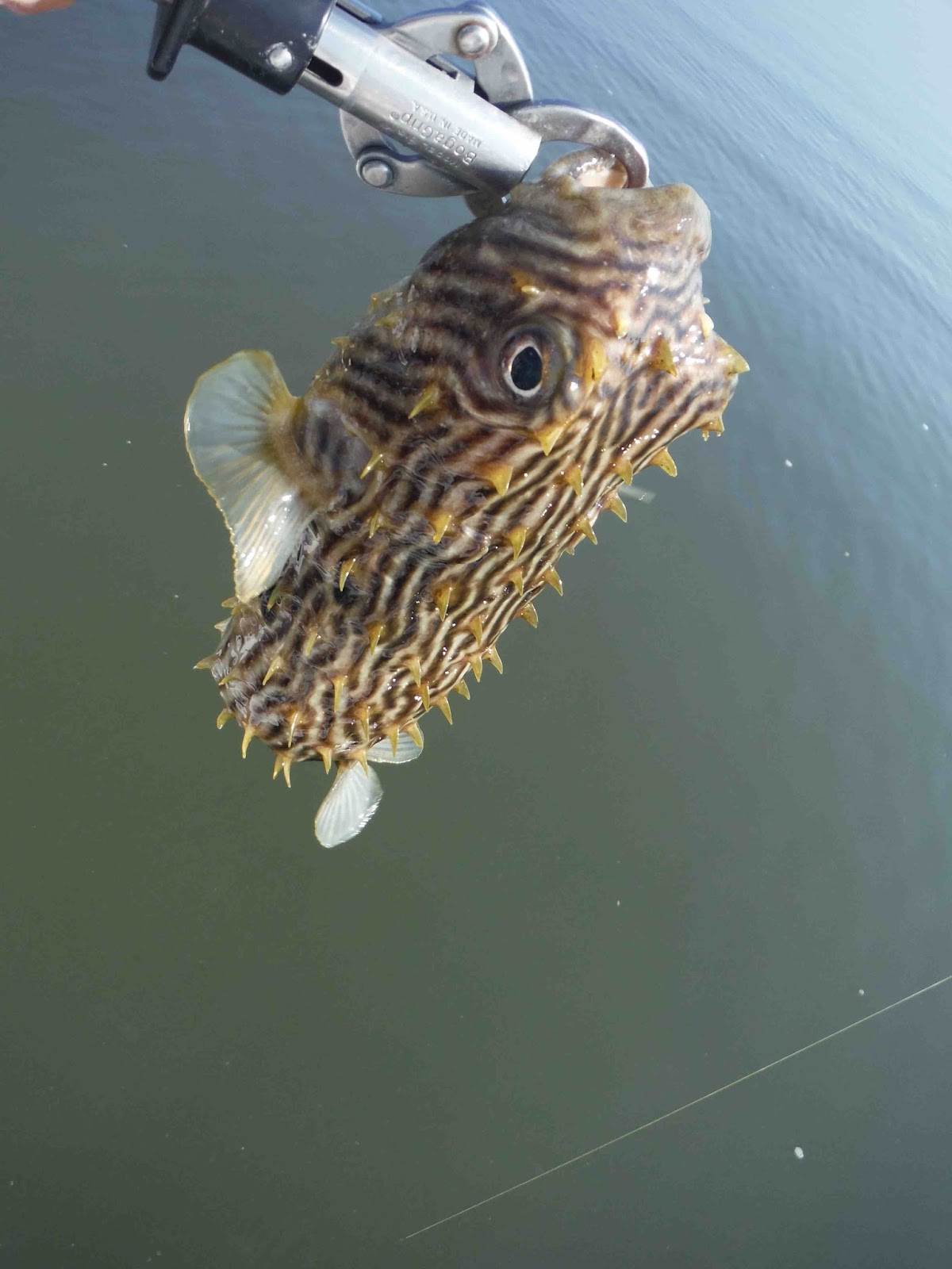Is This A Trick? The Mystery Of The Tongue Out Fish - grtwtos