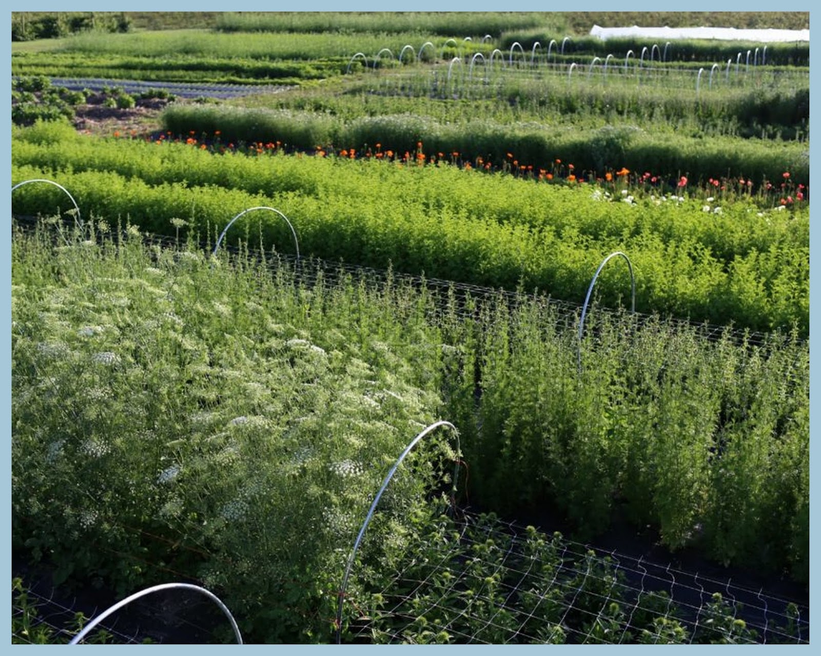 marieke nolsen Floret Flower /FarmerFlorist Collectief