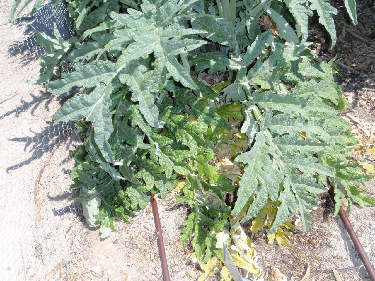 Xtremehorticulture of the Desert Artichokes and Those Nasty Little