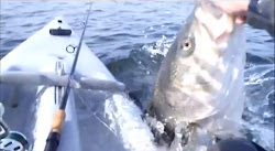 My Video - Catching and releasing a big Striped Bass in Jamaica Bay