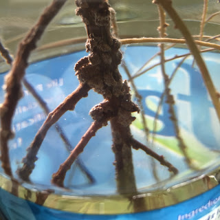 Avocado root system in water