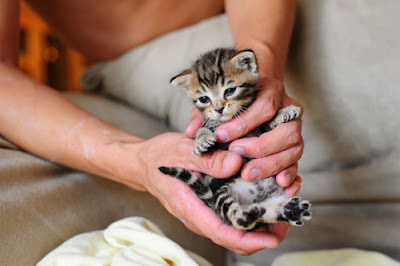  holding kitty photo 