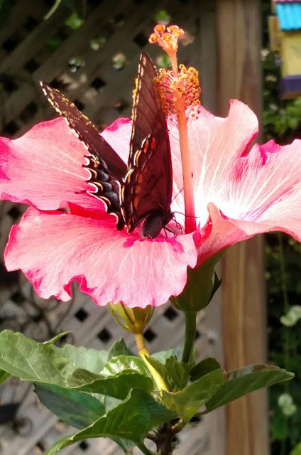 butterfly on hibiscus