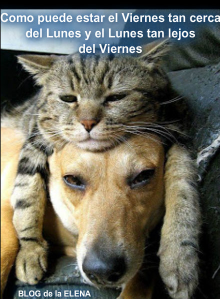 EL BLOG DE LA ELENA. UN BLOG DULCE, DIVERTIDO Y ENTRETENIDO: Reflexiones de  perros y gatos.