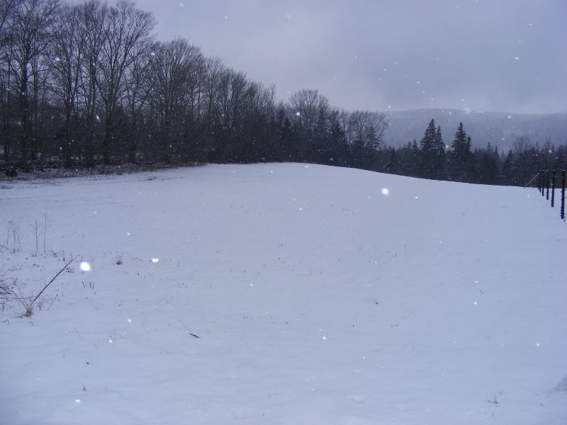 Granville Gardens Vineyard