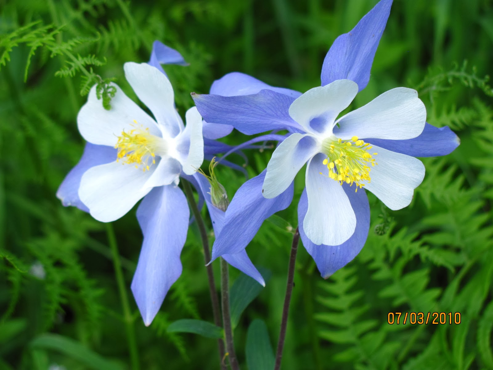 Columbine wallpapers hd