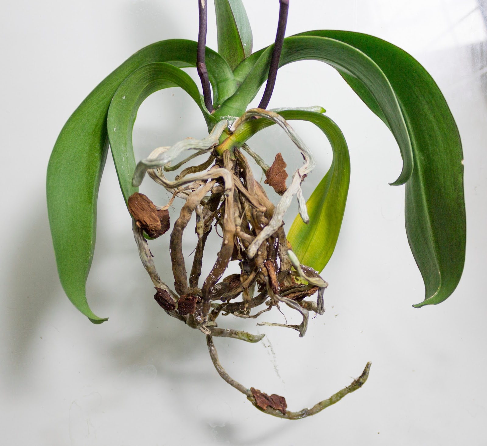 Почему орхидея вянет и что делать. Фаленопсис корни. Орхидея фаленопсис корни. Орхидея фаленопсиса корни. Орхидея фаленопсис сгнили корни.