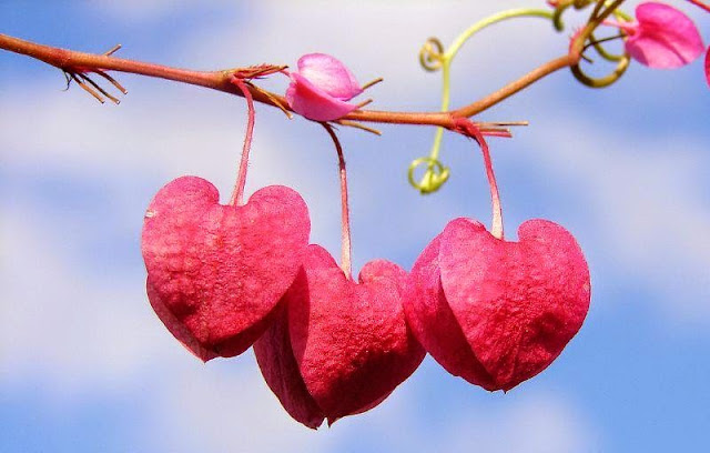 arti%2Bcinta