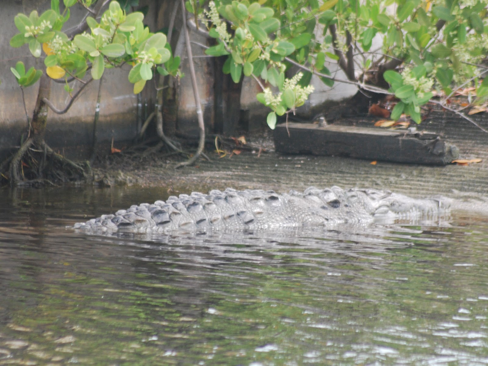Litton S Fishing Lines Whitewater Bay Coot Florida Everglades Crocodile