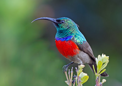 Aves del Paraíso - Paradise Exotic Birds