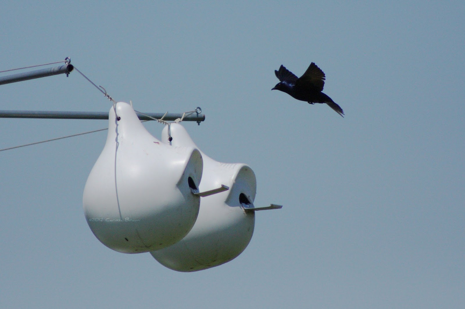 Nature Photography and Facts : Purple Martin