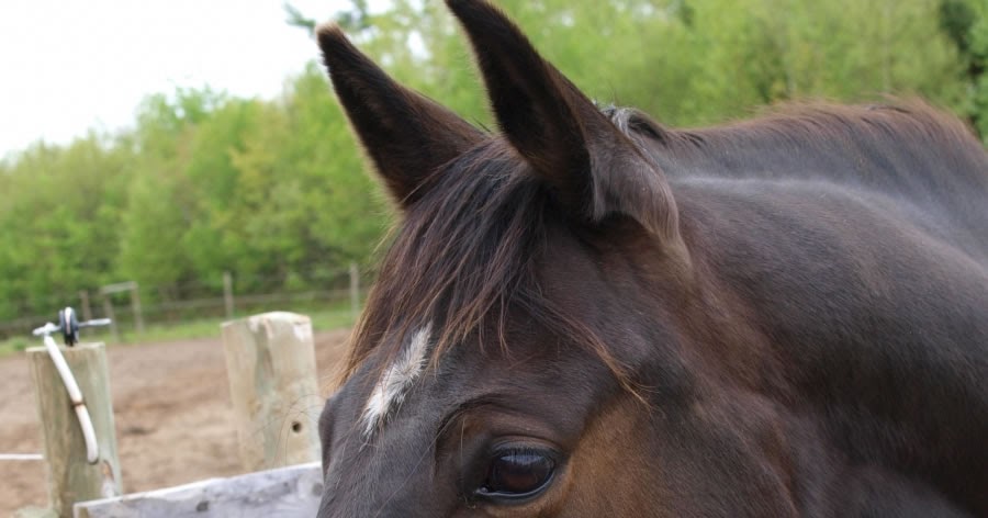 Runny nose in horses