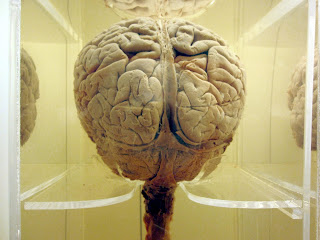 brain