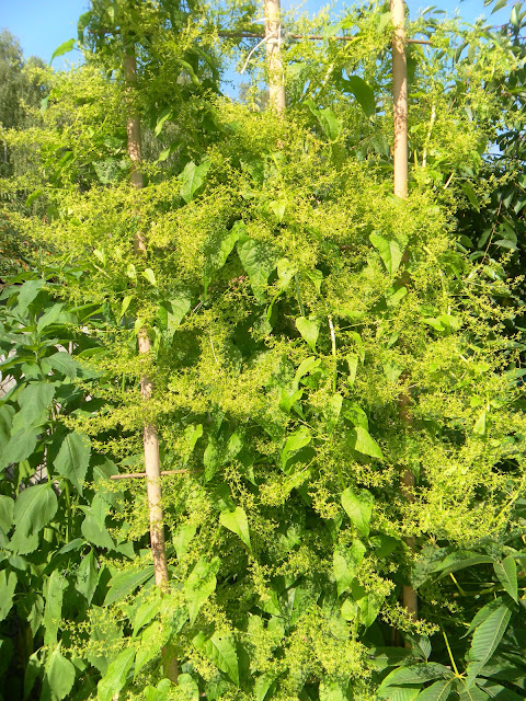 Hablitzia tamnoides