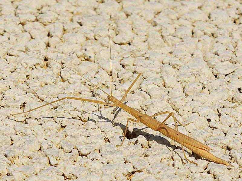 brown walking stick, insect