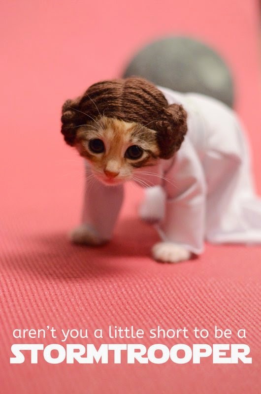 adorable kitten in princess leia costume