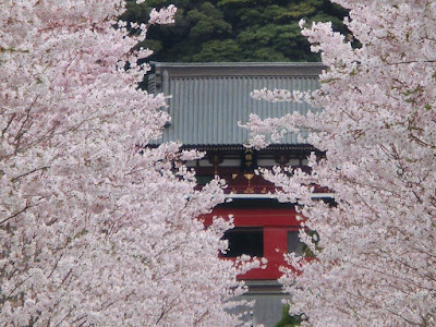  鎌倉の桜