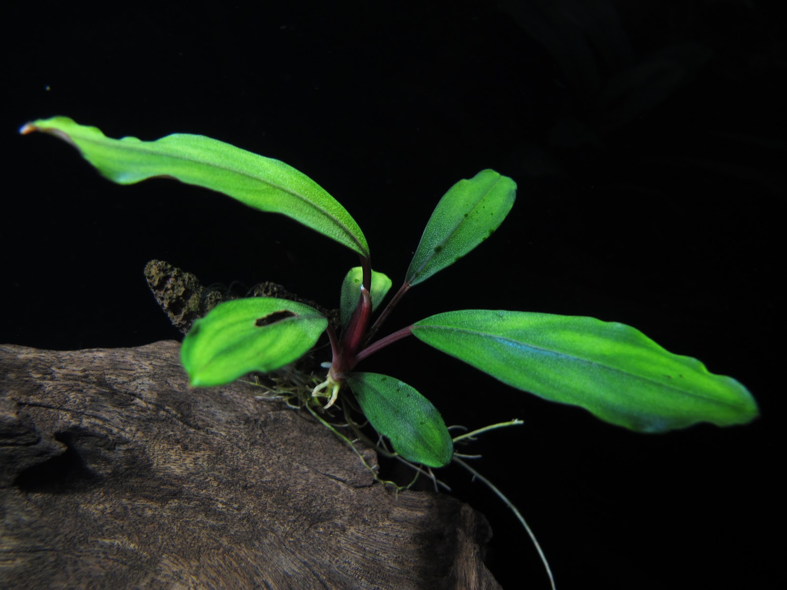 endemic plants: Bucephalandra sp. Bodok