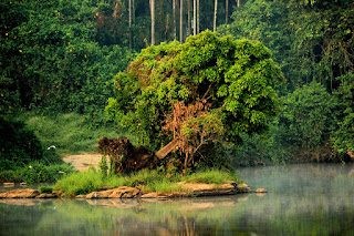 Kerala Forest pic