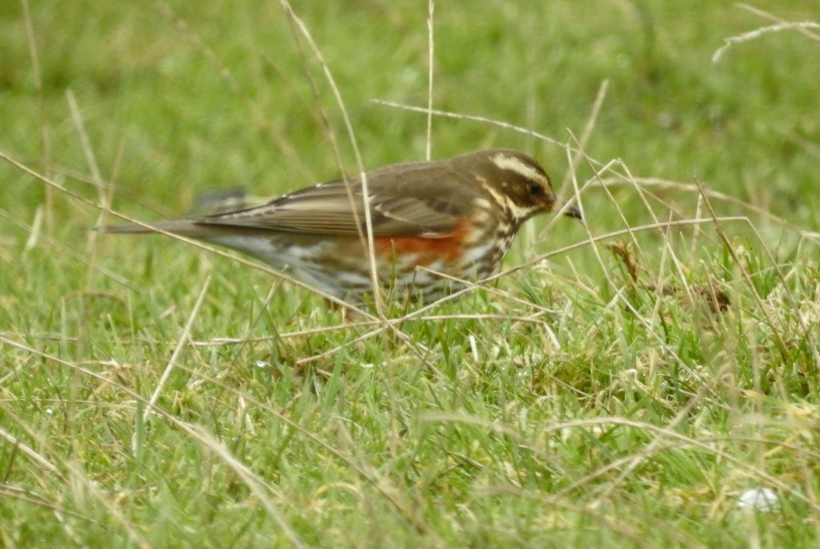 Sparrow Troubadours Rar