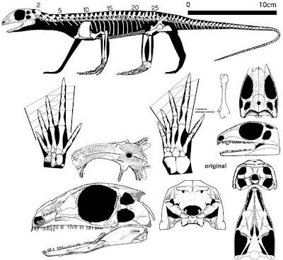 esqueleto y craneo de Petrolacosaurus