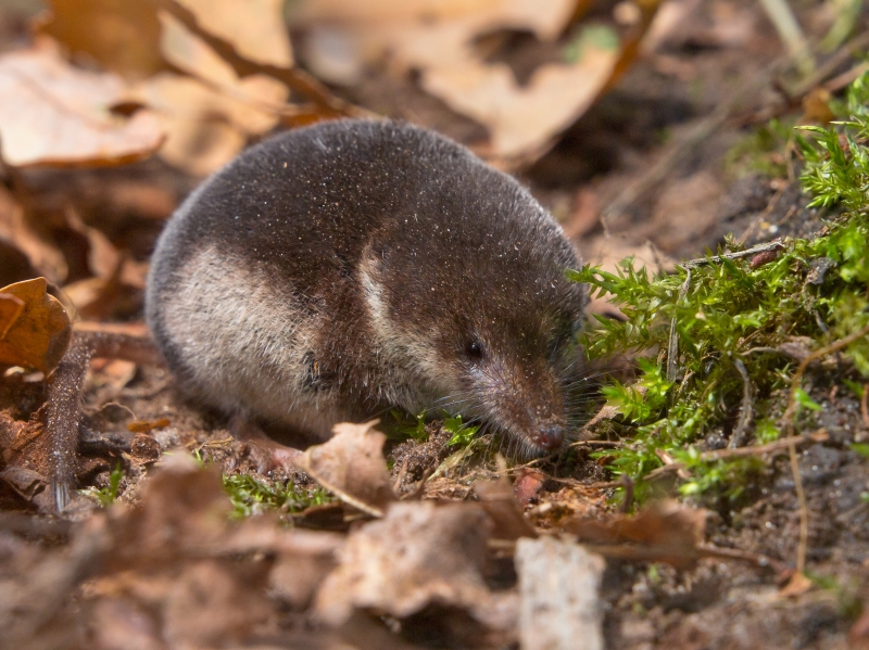 MIS AVENTURAS POR EL MUNDO ANIMAL : Musaraña tricolor (sorex coronatus)
