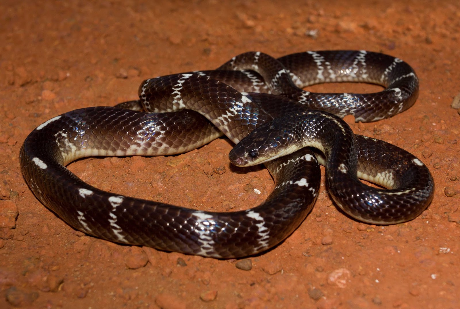 Basic Knowledge Of Snake In India December 2016 basic-knowledge-of-snake-in-india-december-2016