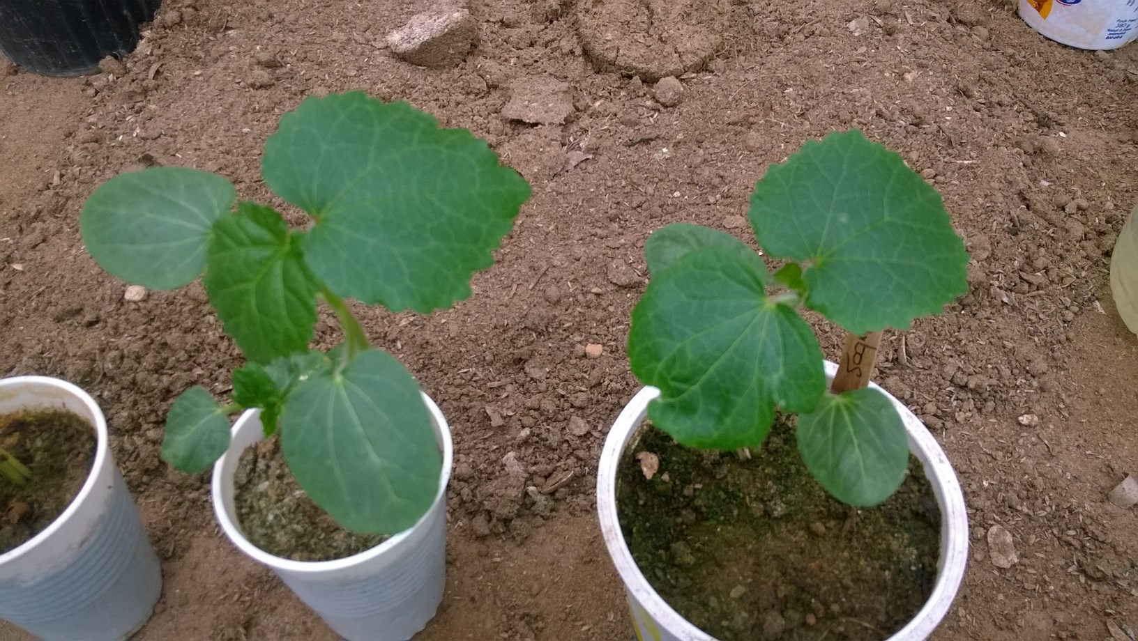 How To Grow Okra