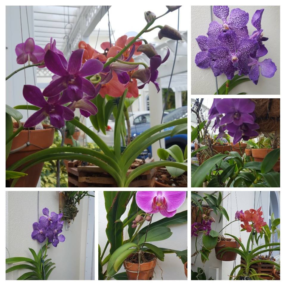 Banana Orchid National Flower