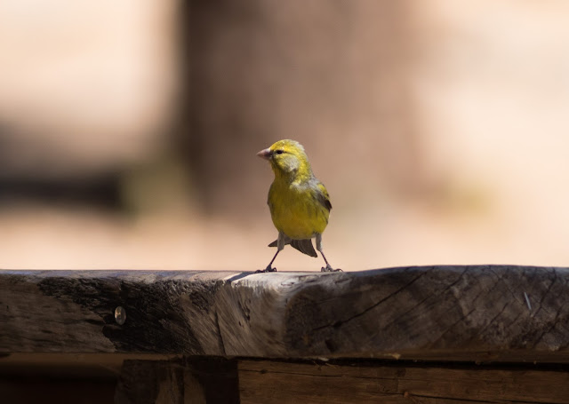 Atlantic Canary - Las Lajas, Tenerife Atlantic Canary - Las Lajas, Tenerife
