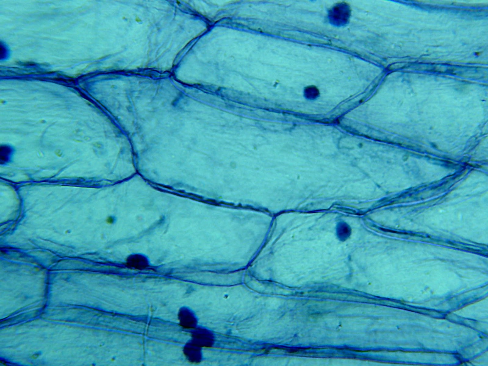 Debonair David Microscopy, part 1