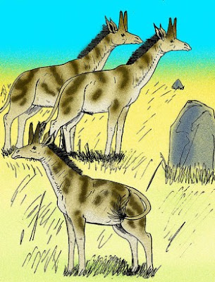 giraffidae fosil Honanotherium