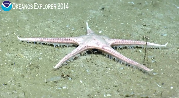 The Echinoblog: 5 Echinoderm Highlights from the Okeanos Explorer ...