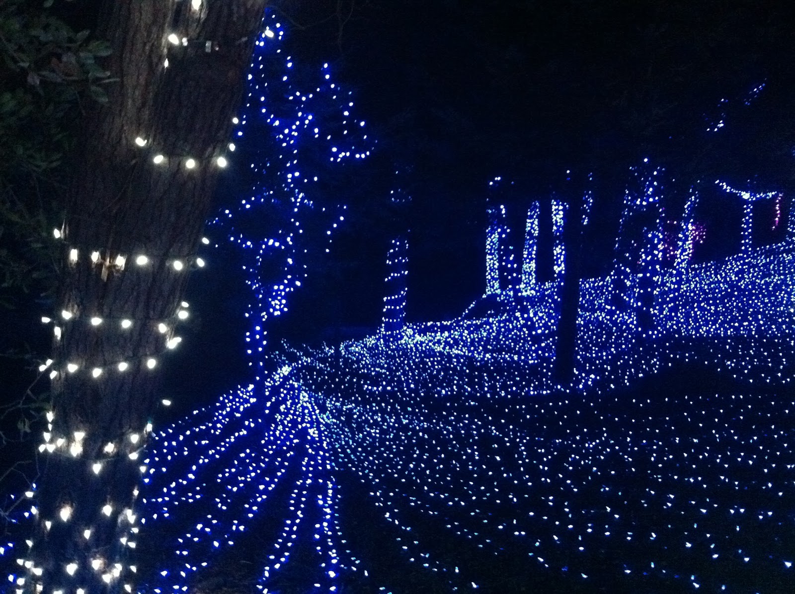 217miles Christmas lights up Cambria...
