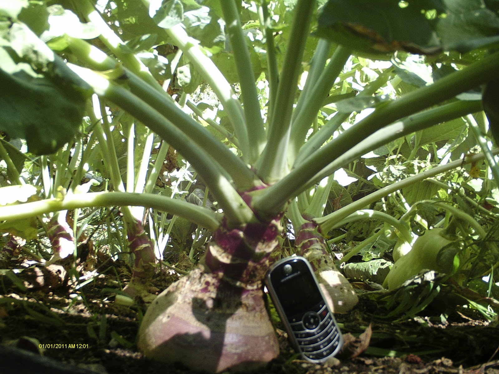 Uncle Macs Garden Shed Root crops in the fall