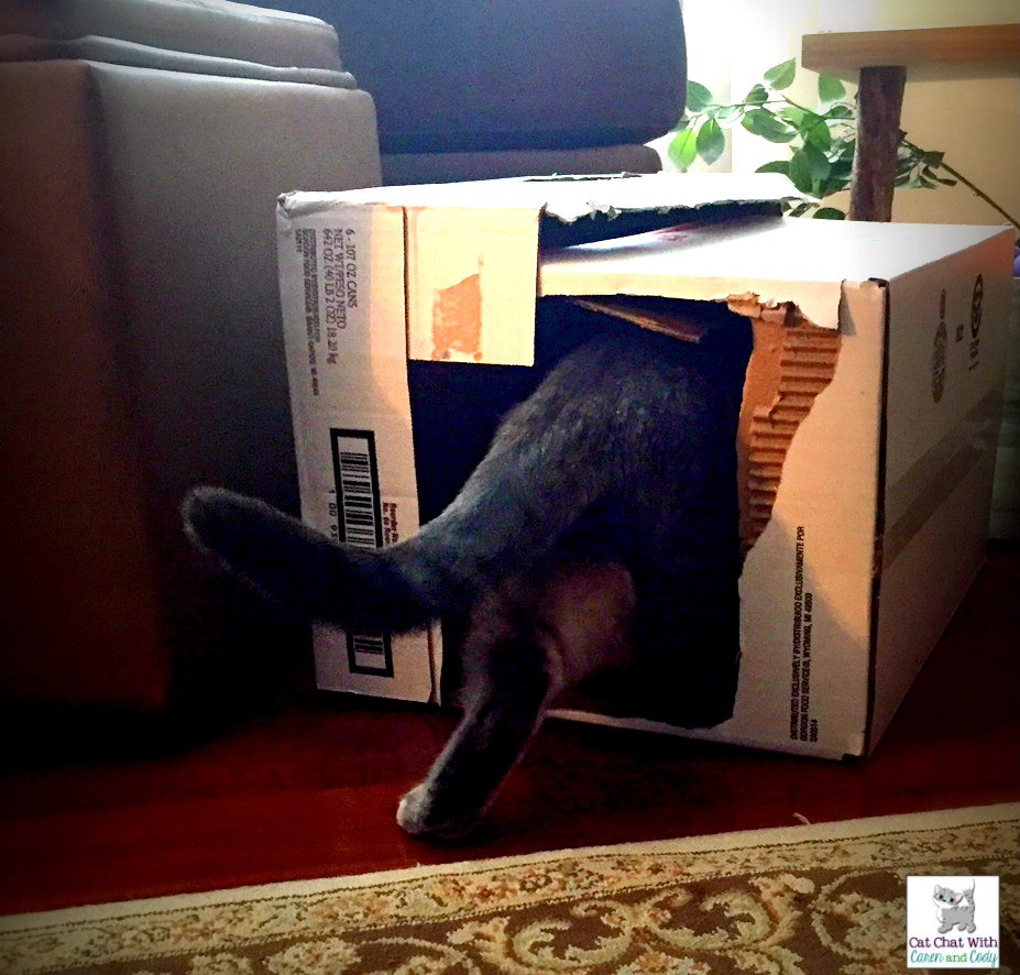 Cat and DOG Chat With Caren BookBrain Games for Cats by Claire