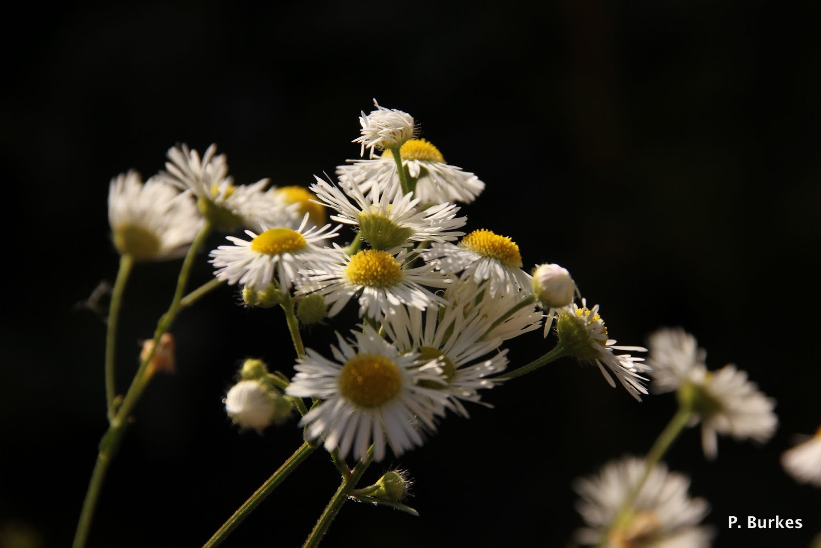 Vertikutiert Ihr Noch Oder Dungt Ihr Schon Ein Schweizer