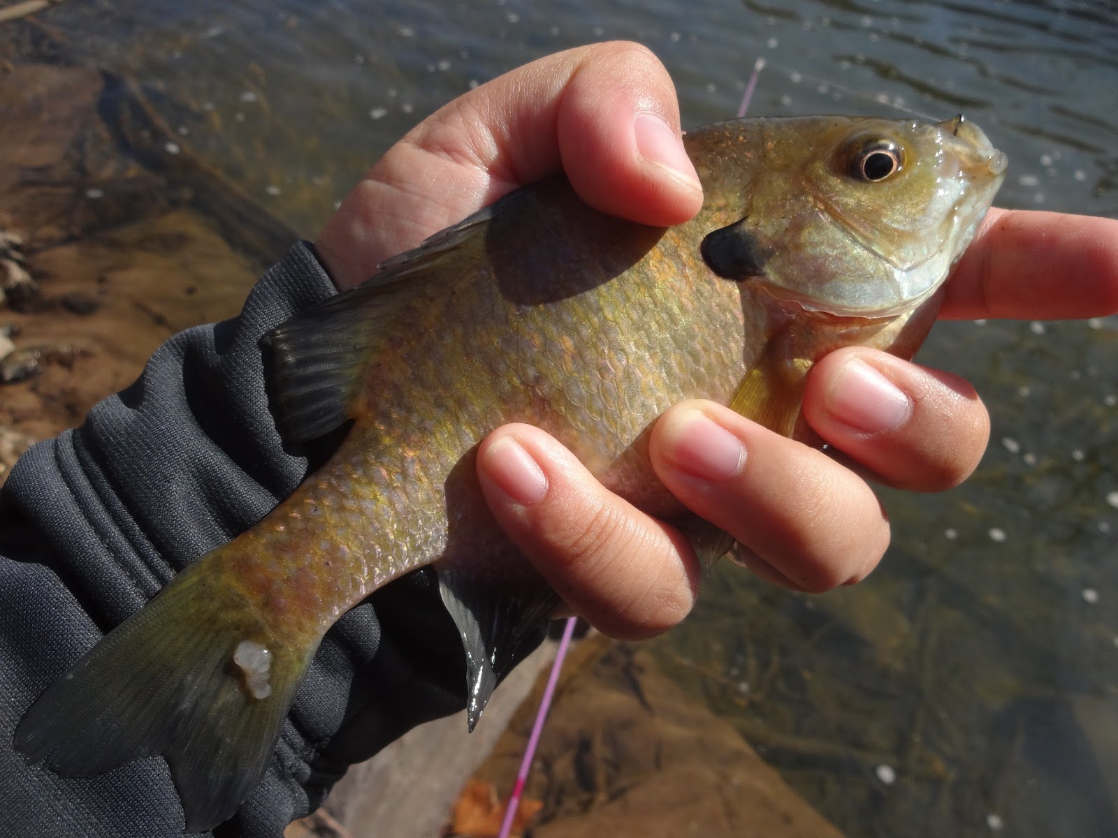 Extreme Philly Fishing March Fishing Sessions 03/07 Two Great