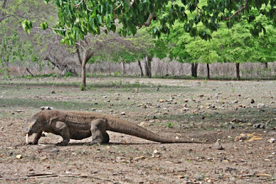WIsata di Flores Loh Liang Komodo