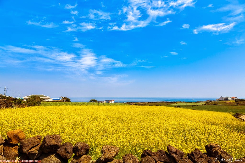 Khám phá nét đẹp đảo Jeju Hàn Quốc 9