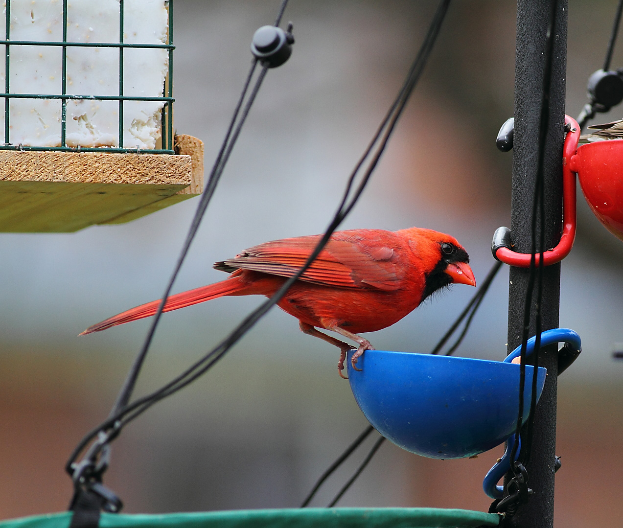 purple cardinal bird purple cardinal bird