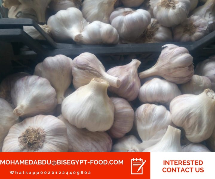 seed garlic wholesale