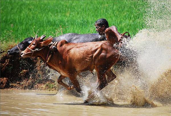  Bull Surfing Race Competitions منافسات سباق تزلج الثيران  Image004-779898