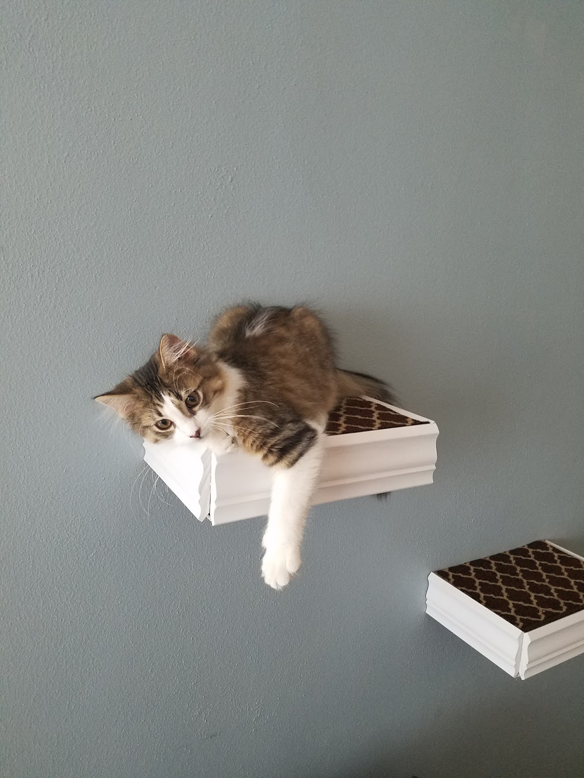 A DIY Weekend Adventure Floating Cat Shelves