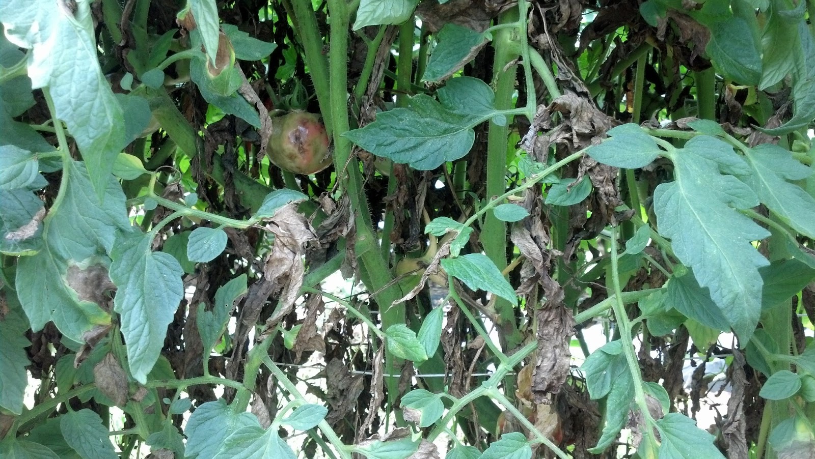 Durham Council of Garden Clubs Late blight of Tomato humid and wet