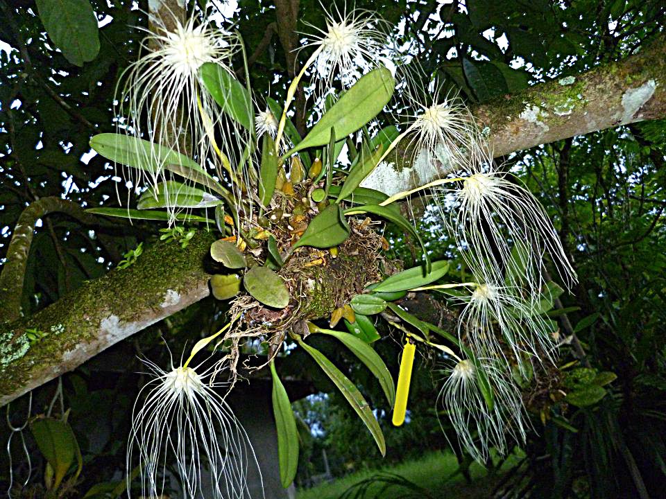 Koleksi Bunga  Orkid  Di Bukit Besi Bukit Besi Blog