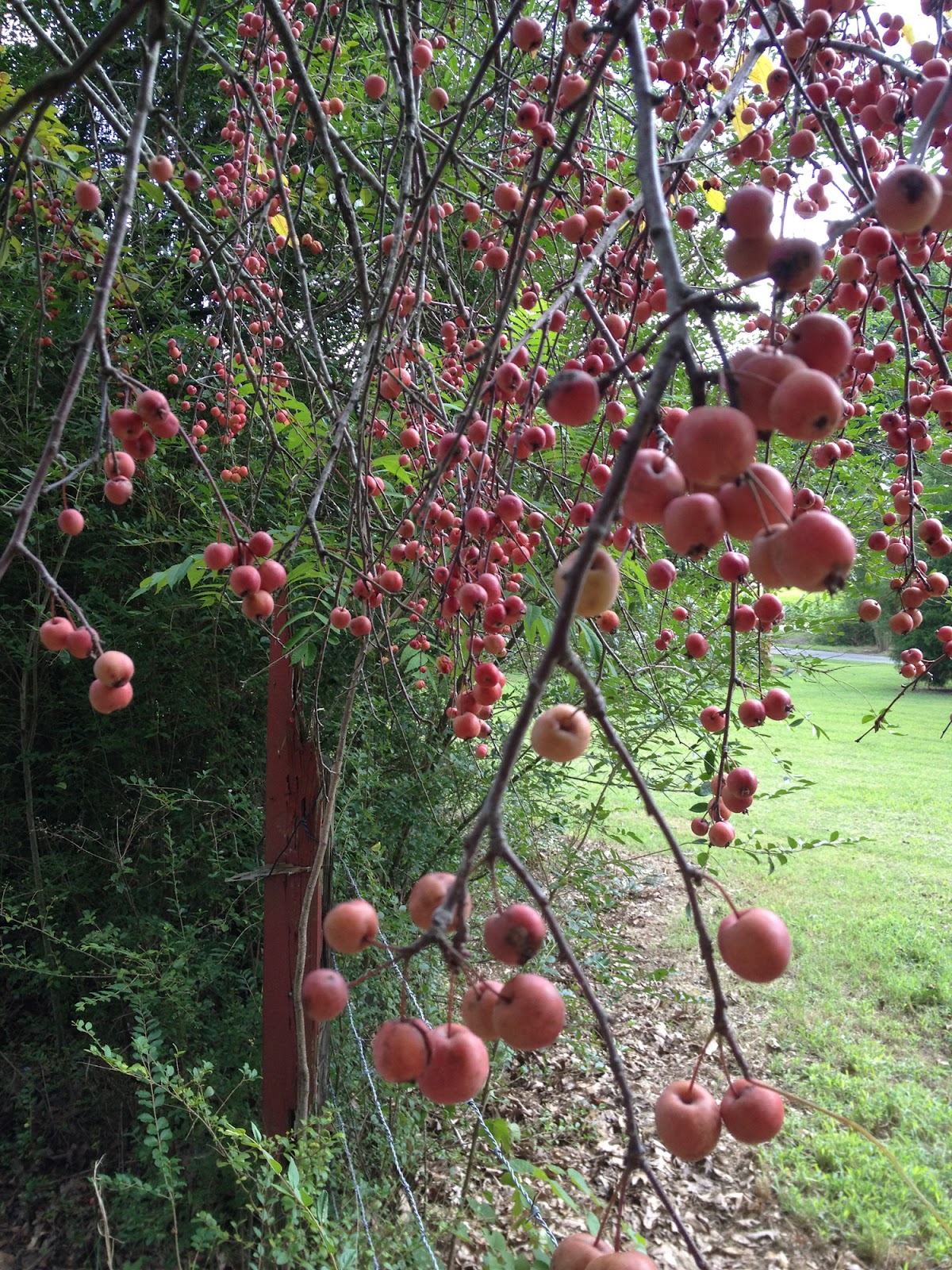 Halcyon Days A Tale of the LowHanging Fruit