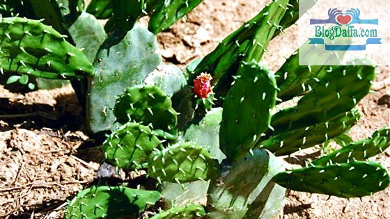Brazilian Prickly Pear Brazilian Prickly Pear
